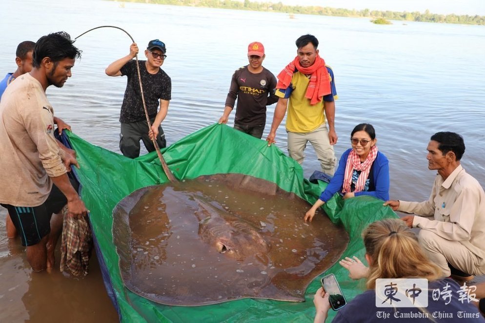 柬埔寨渔民捕获180公斤重巨型黄貂鱼