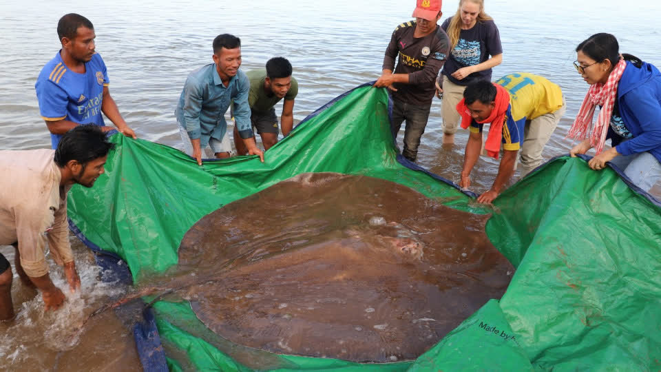 柬埔寨渔民意外捕捉到一条180公斤巨型魔鬼鱼
