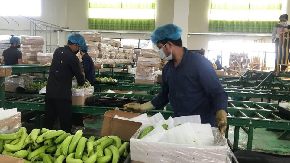 柬埔寨与韩国企业正在研究向韩国出口新鲜香蕉！