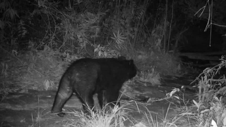 柬埔寨多个省份发现濒临绝种亚洲黑熊！