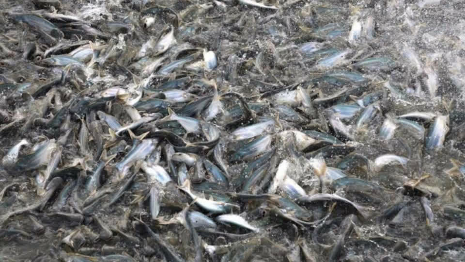 饲料价格上涨，柬埔寨2大鱼类养殖场被迫停业！