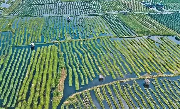 缅甸因莱湖当地居民为什么会采用浮岛种植的农业生产方式