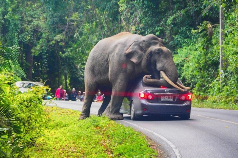 泰国大象袭击事件频发致150人死亡！被圈养是其背后的根源？